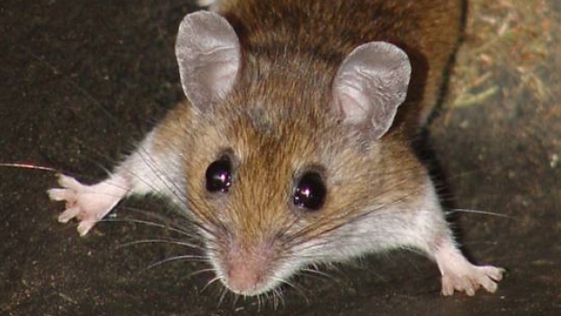 Rodent Exclusion | Back Bay Pest